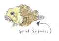 Scorpion fish, 01/00